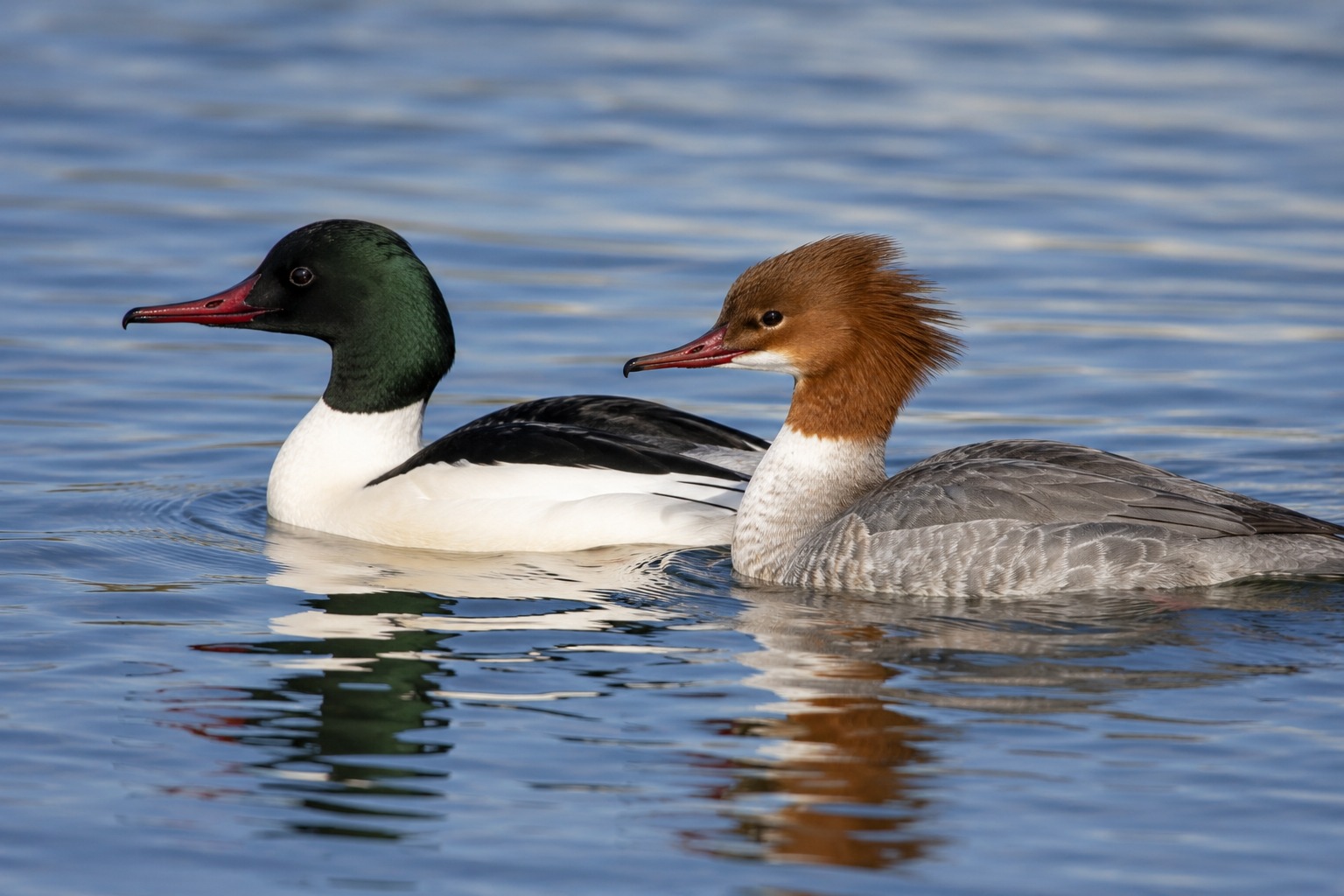 Grand cormoran et harle bièvre : partagez vos observations — photo 2