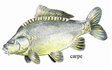 Carpe